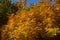 bright orange yellow autumn leaves in early fall, earth tones color palette