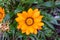 Bright orange-yellow blooming flower Gazania