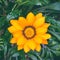 Bright orange-yellow blooming flower Gazania