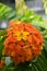 Bright orange & yellow flowers of Bauhinia kockiana, a tropical semi-deciduous vine, native to Peninsular Malaysia & Indonesia