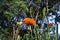 Bright orange and yellow flowers of calendula bloom all summer long