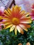 The bright orange, yellow and pink variation of an African Daisy. This Osteospermum is called Sunny Bella.