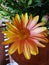 The bright orange, yellow and pink variation of an African Daisy. This Osteospermum is called Sunny Bella.