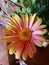 The bright orange, yellow and pink variation of an African Daisy. This Osteospermum is called Sunny Bella.