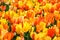 Bright orange and yellow tulips mass planted in a spring garden, Skagit Valley, WA