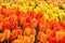 Bright orange and yellow tulips mass planted in a spring garden, Skagit Valley, WA