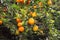 Bright oranges growing on a tree. Sunny day