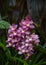 Bright orchids on the background of green foliage