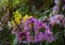 Bright orchids on the background of green foliage