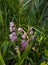 Bright orchids on the background of green foliage