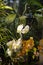 Bright orchids on the background of green foliage