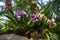 Bright orchids, phalaenopsis, grow in moss on a stone under the leaves of a palm tree.