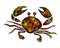 Bright ornamental crab