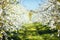 Bright ornamental garden with blooming trees on a sunny day