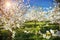 Bright ornamental garden with blooming trees on a sunny day