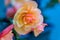 Bright outdoor macro of an orange pink tuberous begonia blossom on colorful natural blurred background