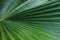 Bright palm leaf with raindrops.