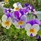 Bright pansies in the garden