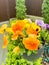 Bright pansies grow in garden. Studio Photo