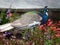 A bright peacock bird walks among colorful flowers of different varieties