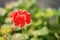 Bright pelargonium decorate the yard