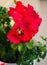 Bright pelargonium decorate the yard