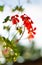 Bright pelargonium decorate the yard