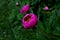 Bright peony flower in garden