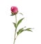 Bright peony on white. Beautiful spring flower