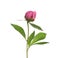 Bright peony on white. Beautiful spring flower