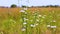 Bright Petals and bulbs of flowers on a stem close up with wheat fields in the background