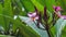 Bright petals and stems of pink blossoming plumeria flower. Green leaves swinging on the wind
