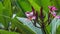 Bright petals and stems of pink blossoming plumeria flower. Green leaves swinging on the wind