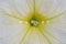 Bright petunia flower