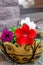 Bright petunia flower in suspended ornamental flowerpot