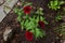 Bright petunia flowers in city yard greening. Guerrilla gardening