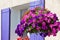 Bright petunia flowers on a house wall background