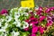 Bright petunia flowers seedlings selling outdoors