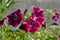 Bright petunias blooming during springtime and last into fall