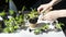 A bright photo of the process of transplanting young seedlings of tomatoes and petunias into peat pots using garden tools.