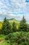 Bright, picturesque Carpathian mountains landscape, view the Petros mount, Ukraine.