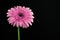 Bright Pink Abstract Gerbera Flower