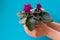 Bright pink African violet flower on young girl`s hands, cozy home decor