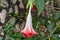 Bright pink Angel Trumpet Brugmansia in Jamaica