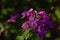 Bright pink annual honesty flowers