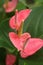 Bright pink anthurium blooms with detailed spikes grow above large, waxy green leaves