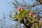 Bright pink apple tree buds on blue sky background. Blooming apple tree in an orchard