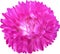 Bright pink aster flower isolated on white