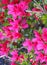 Bright pink Azalea flowers in close up