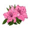 Bright pink azalea flowers with green foliage on a white background.